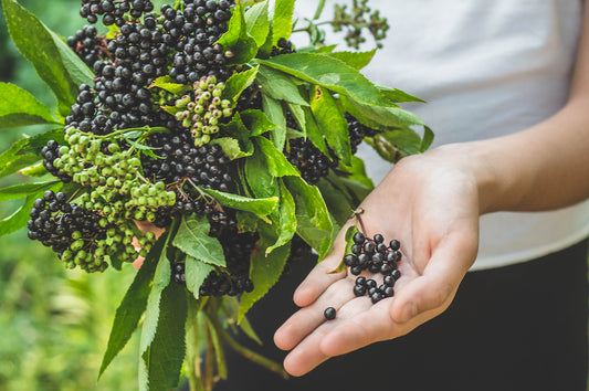 Elderberry Spotlight: 5 Things to Know About This Super Fruit